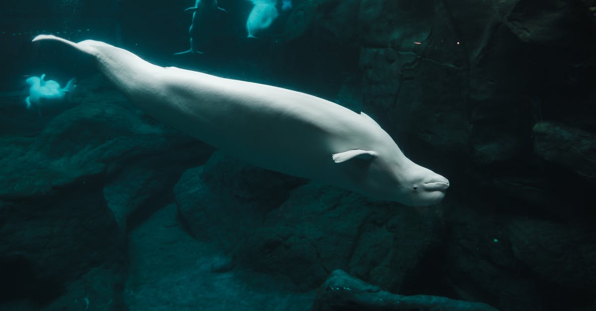 How to tell if fish is subjected to Ciguatera? - White Seal in Water