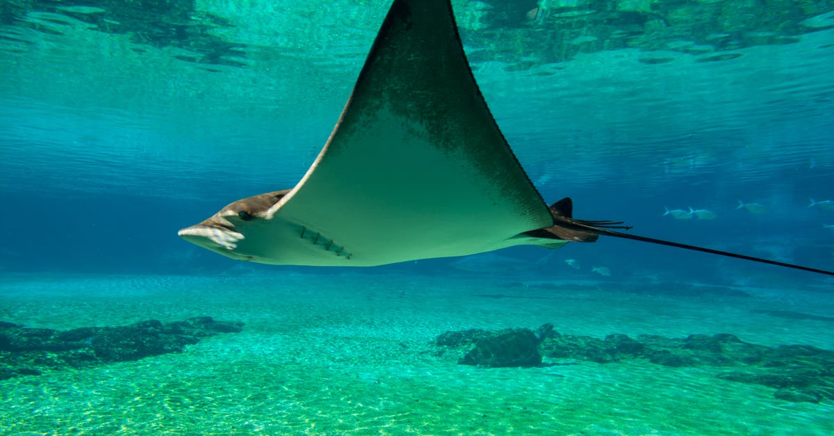 How to tell if fish is subjected to Ciguatera? - Giant Oceanic Manta Ray on Body of Water 