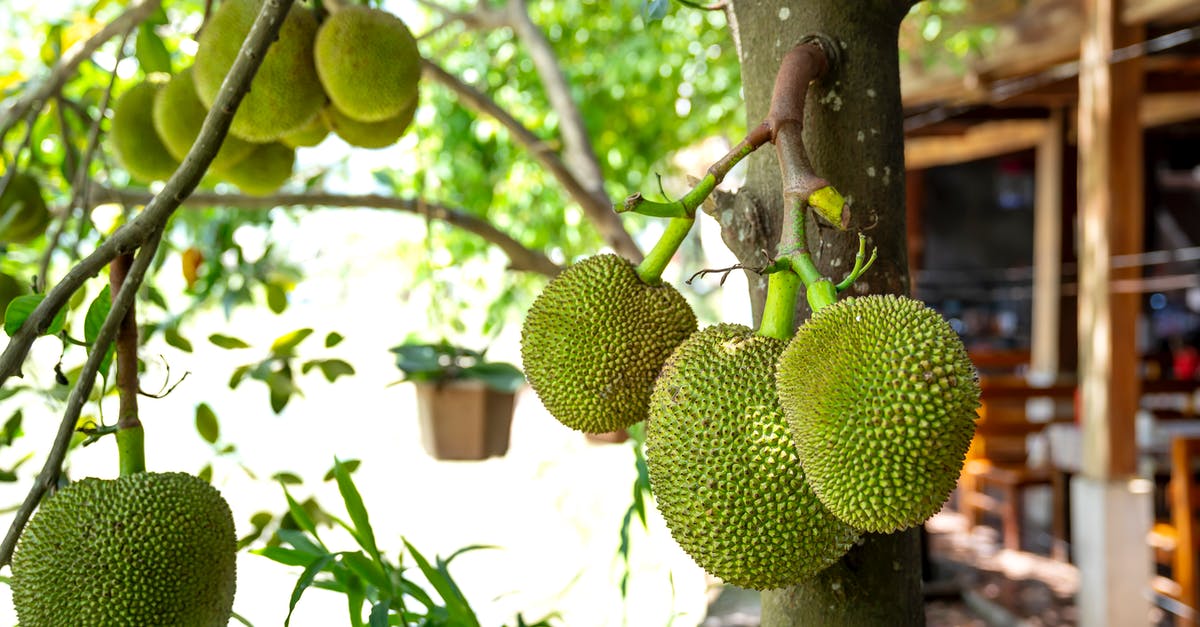 How to tell when a soursop is ripe - Green Fruit on Tree