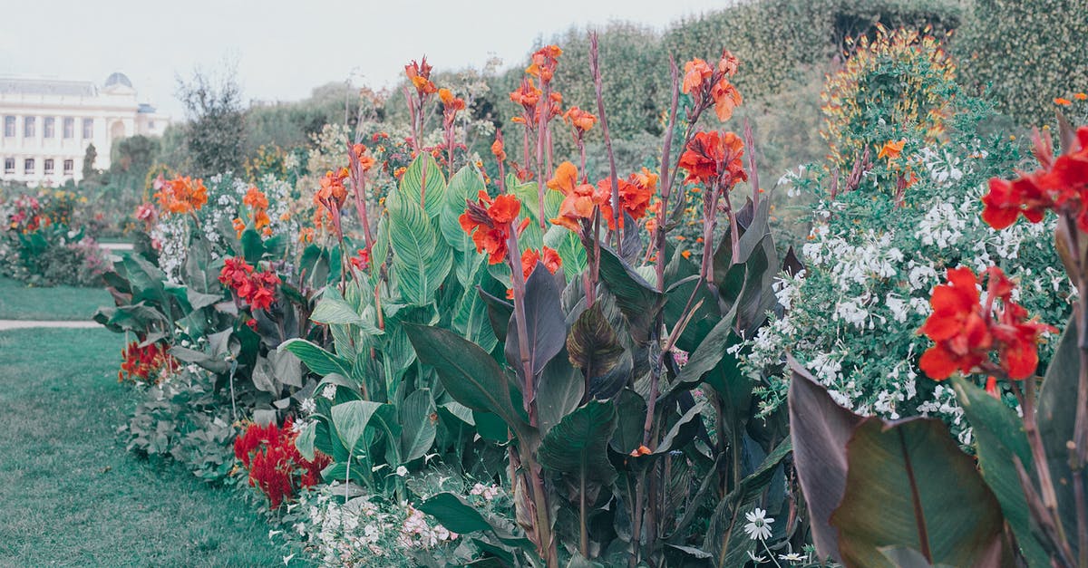 How to tenderize large squid? - Butterfly feeding colorful blooming flower nectar in garden in summer