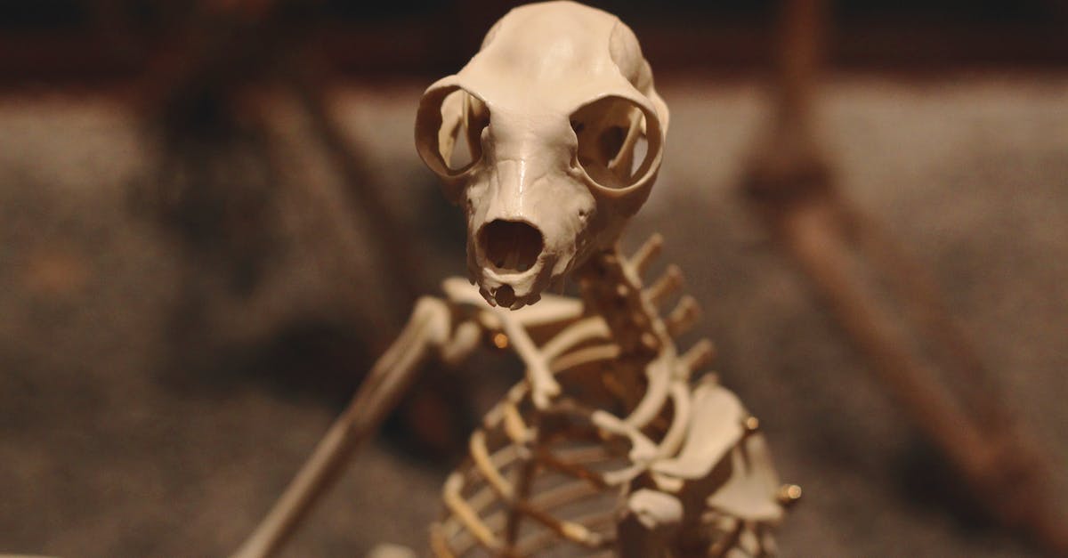 How to Use Frozen Bones for Bone Broth? - Shallow Focus of White Skeleton Figurine