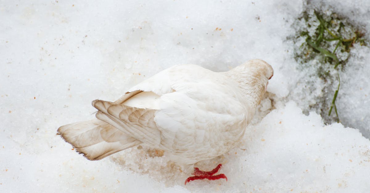 I have a frozen brown bear (roast?) from somewhere in Alaska - White pigeon looking for water on snowy terrain