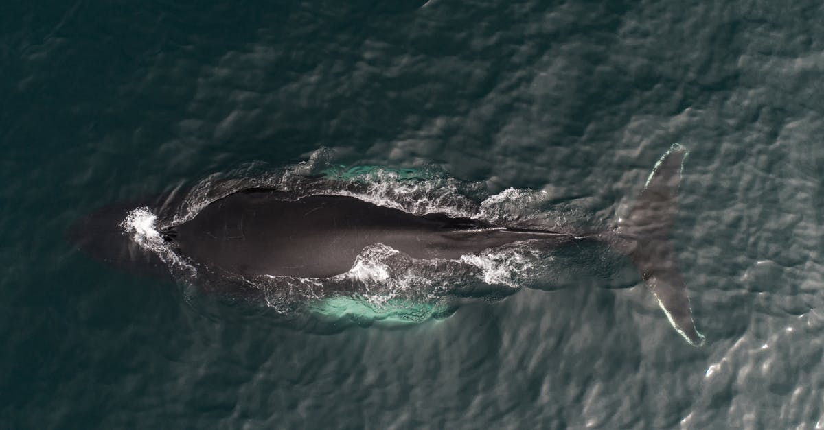 Identify this seafood from the Black Sea known in Romanian as "rapane"? - Aerial view of magnificent whale migrating to warmer waters in dark green peaceful ocean on sunny day