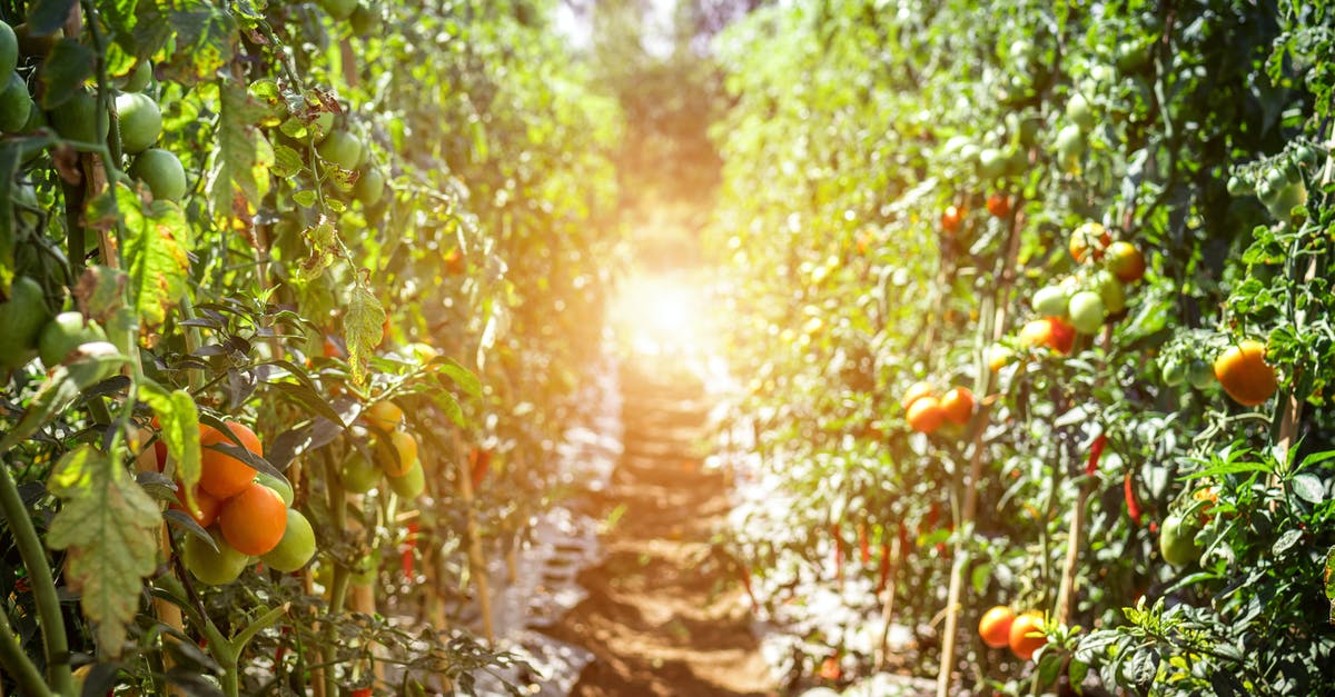 If tomatoes are fruit - Pathway Between Tomato Fruits