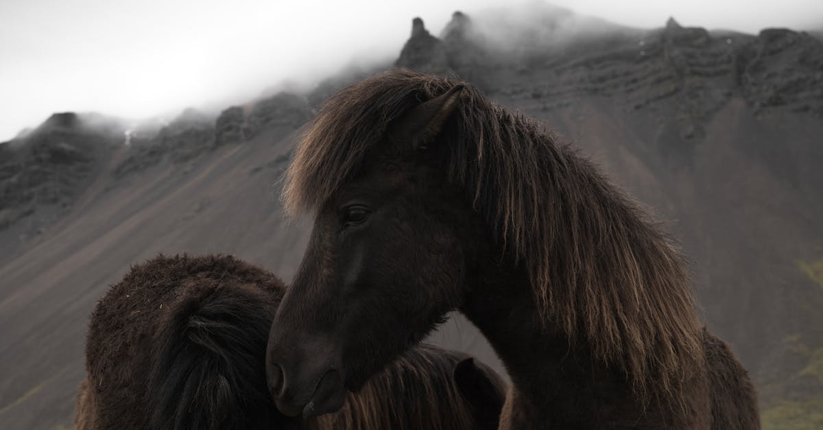 Ingredients: Icelandic local specials - Icelandic bay horses grazing near mountains