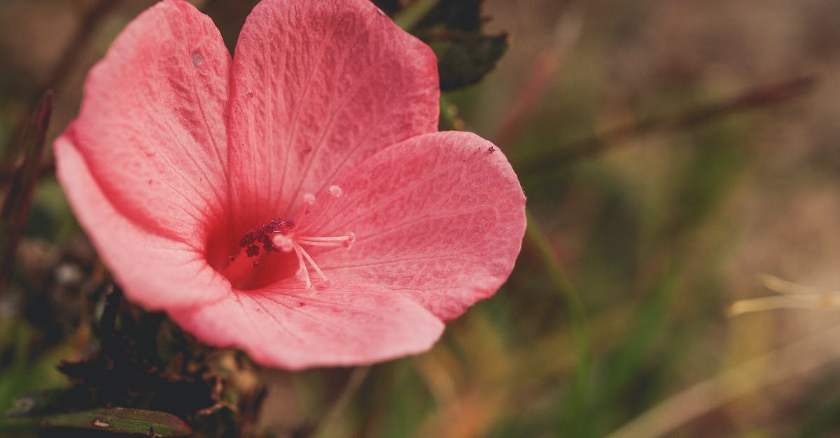 (Intentionally) Mixed Texture 'Scrambled Eggs' - Red Petaled Flower in Bloom