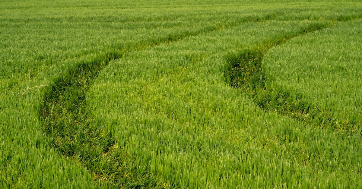 Is barley the same as bulgur? - Tire Track on Green Field