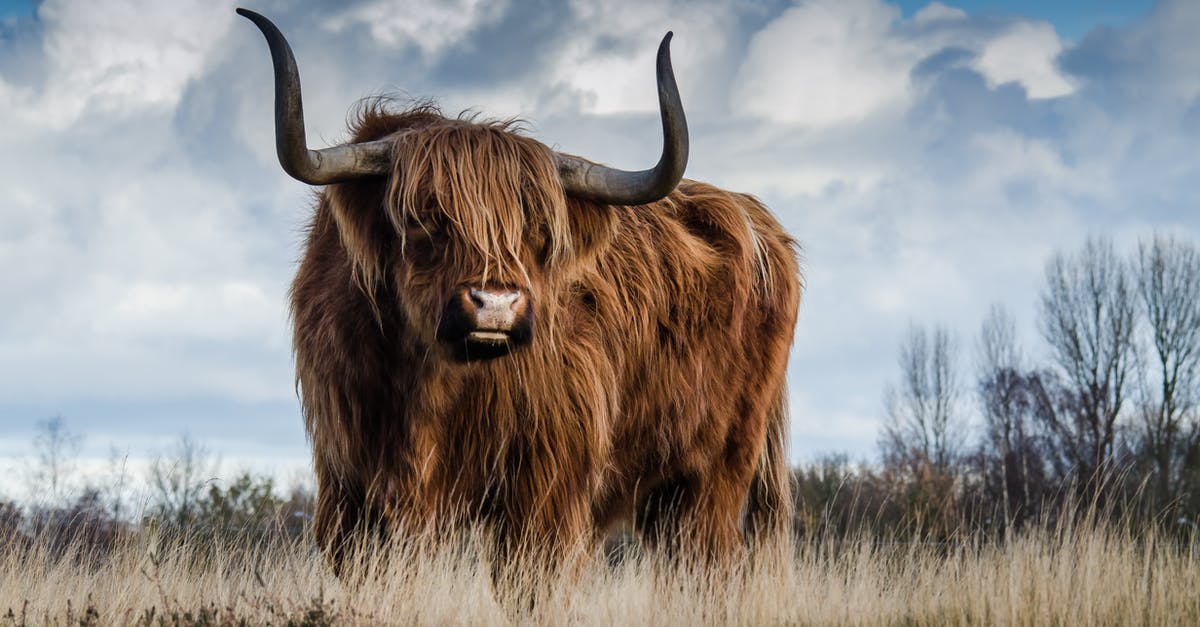 Is beef ever brined? - Brown Bull on Green Glass Field Under Grey and Blue Cloudy Sky