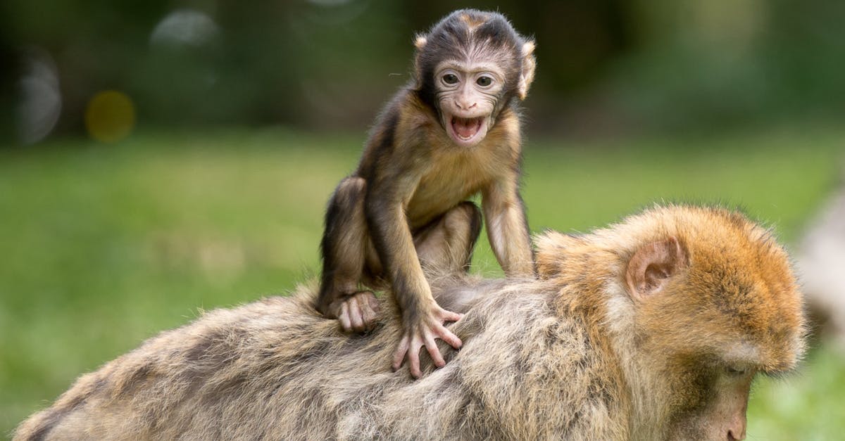 Is berbere supposed to be bitter? - Two Monkey on Grass