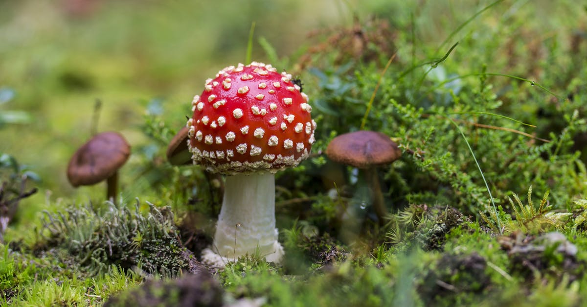 Is Black/Cloud Ear Fungus toxic? Ought I shun it? - Close-up of Fly Agaric Mushroom on Field