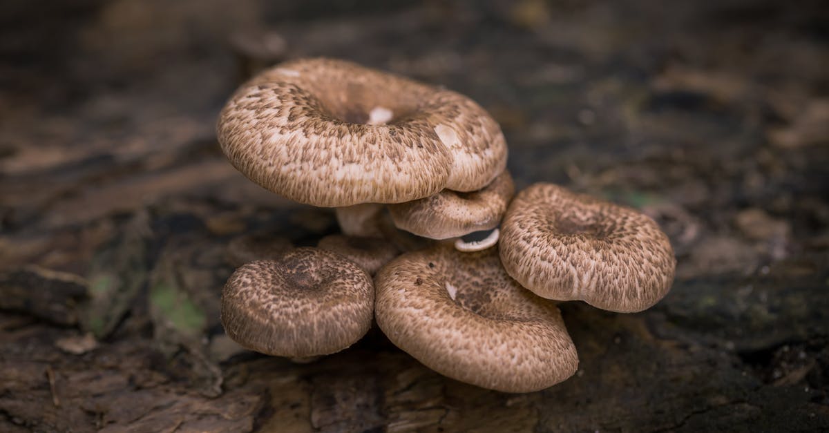 Is Black/Cloud Ear Fungus toxic? Ought I shun it? - Browm Mushrooms