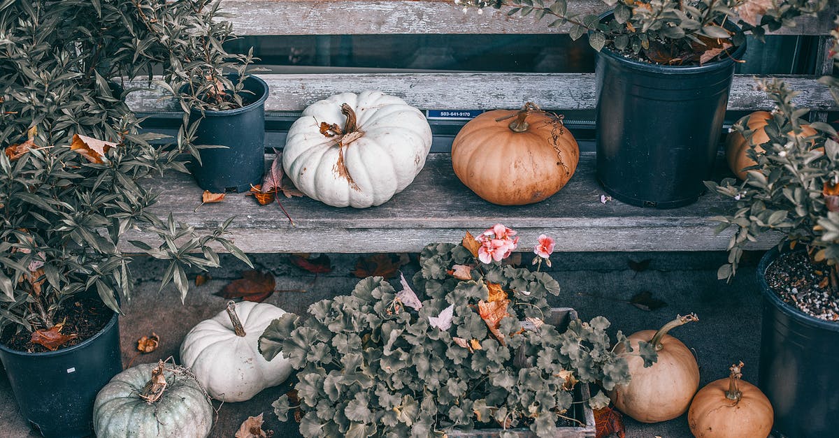 Is Bottle gourd and white pumpkin same? - From above of pumpkins of different sizes and colors placed on shabby wooden bench with potted green plants