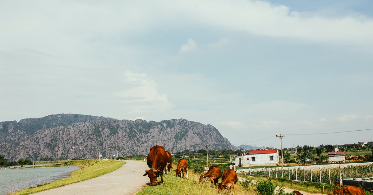 Is eating road kill a health-hazard? - Brown Cows Eating Green Grass Near the Road 