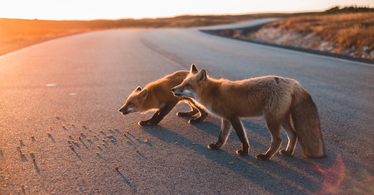 Is eating road kill a health-hazard? - Brown Foxes Walking on the Road