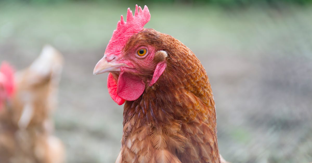 Is free-range chicken more flavourful? - Close Up Photo of Brown Hen