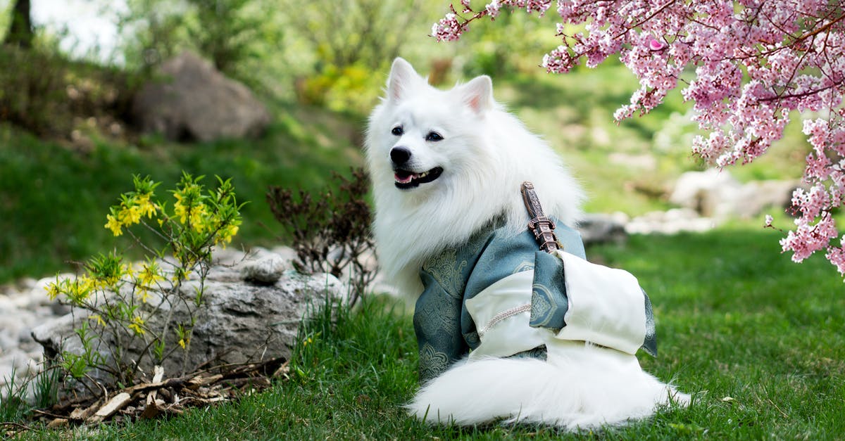 Is Garden salad still good if it's past the best by date? - Samoyed Wearing Kimono Costume on Park 