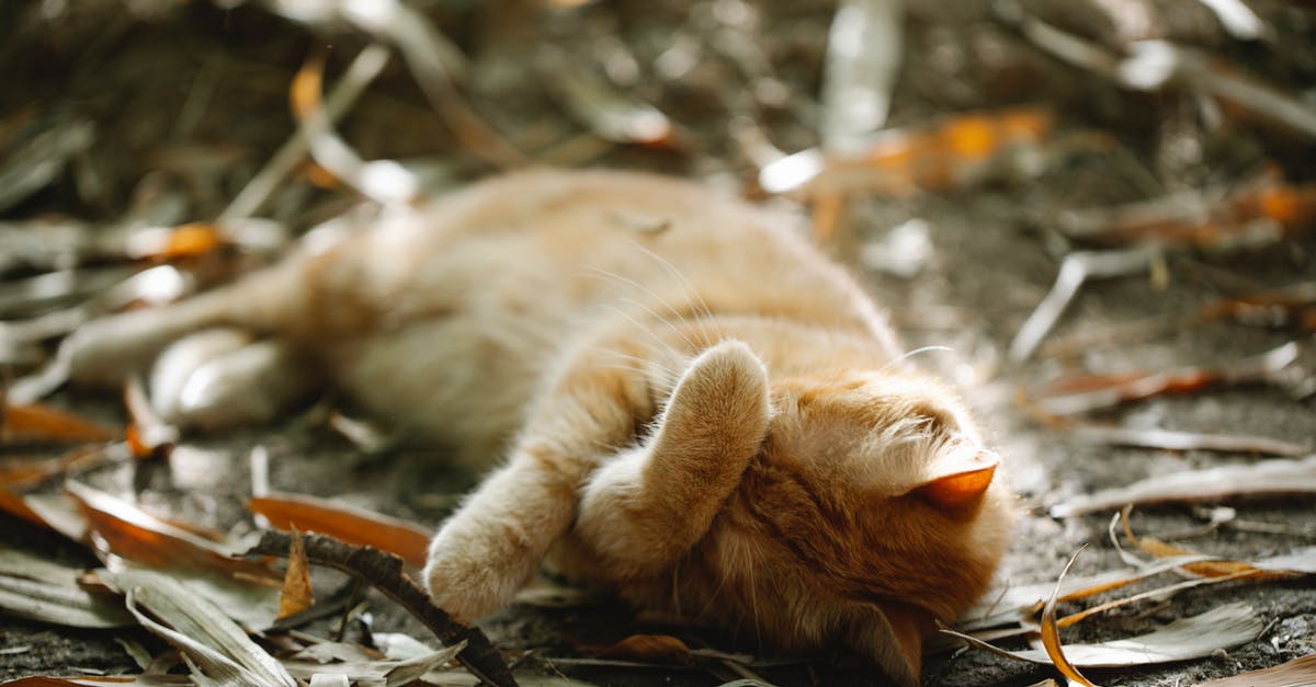 Is ginger drying out the same process as when making ground ginger? - Ginger cat sleeping on ground in autumn