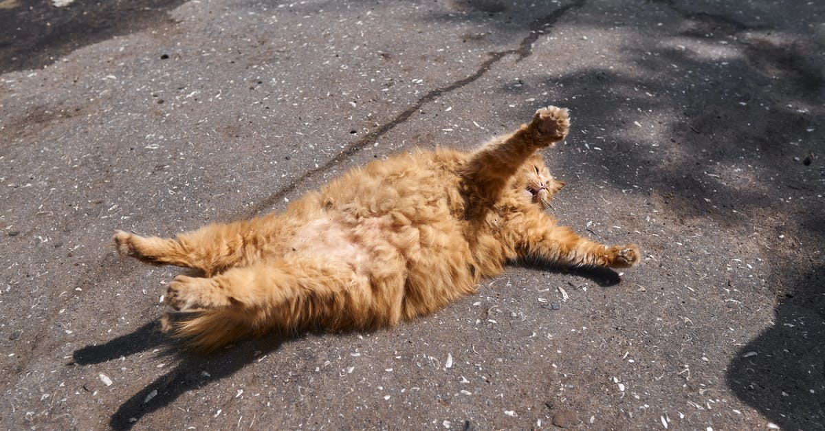 Is ginger soluble In water, fat or both? - Brown Long Fur Cat Lying on Gray Concrete Floor