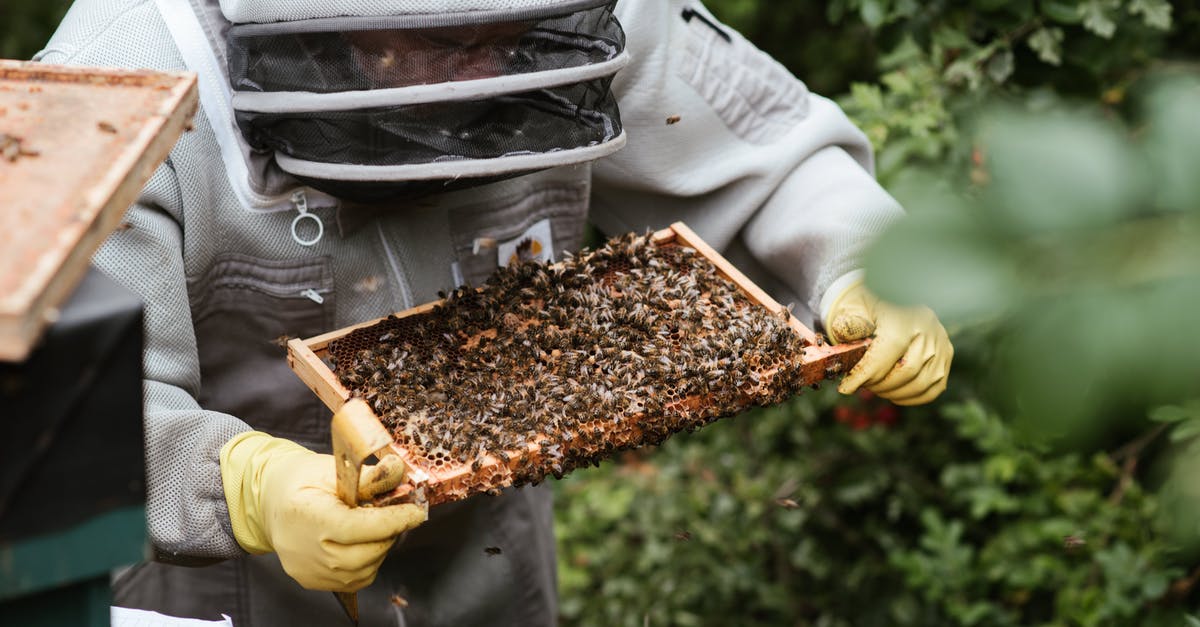 Is honey considered vegan? - Crop unrecognizable farmer in uniform holding honeycomb with bees while working in countryside garden