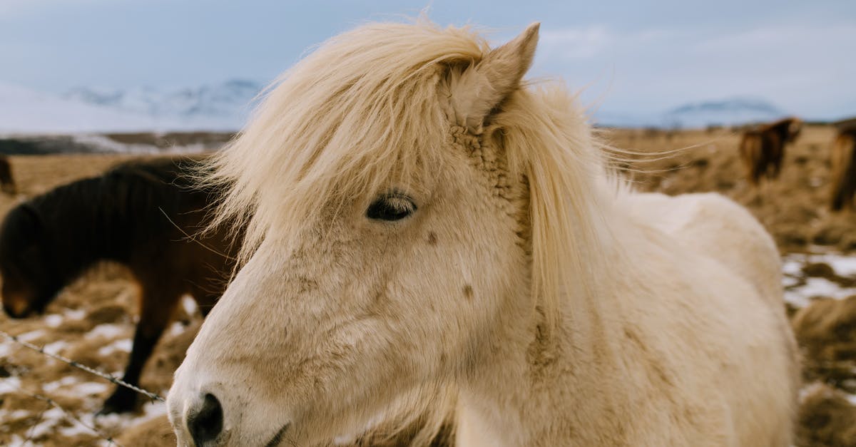 Is horse meat supposed to be chewy? - Close up of Pony