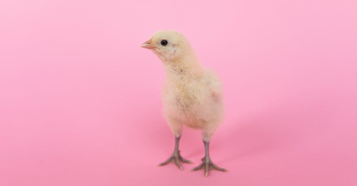 Is is ok to use slightly sour curd for chicken marination? - White Bird on Pink Textile