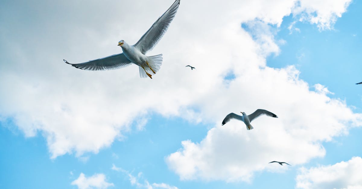 Is it better to air fry and refrigerate my wings or to wait to air fry them tomorrow? - Soaring Seagulls in the Sky 