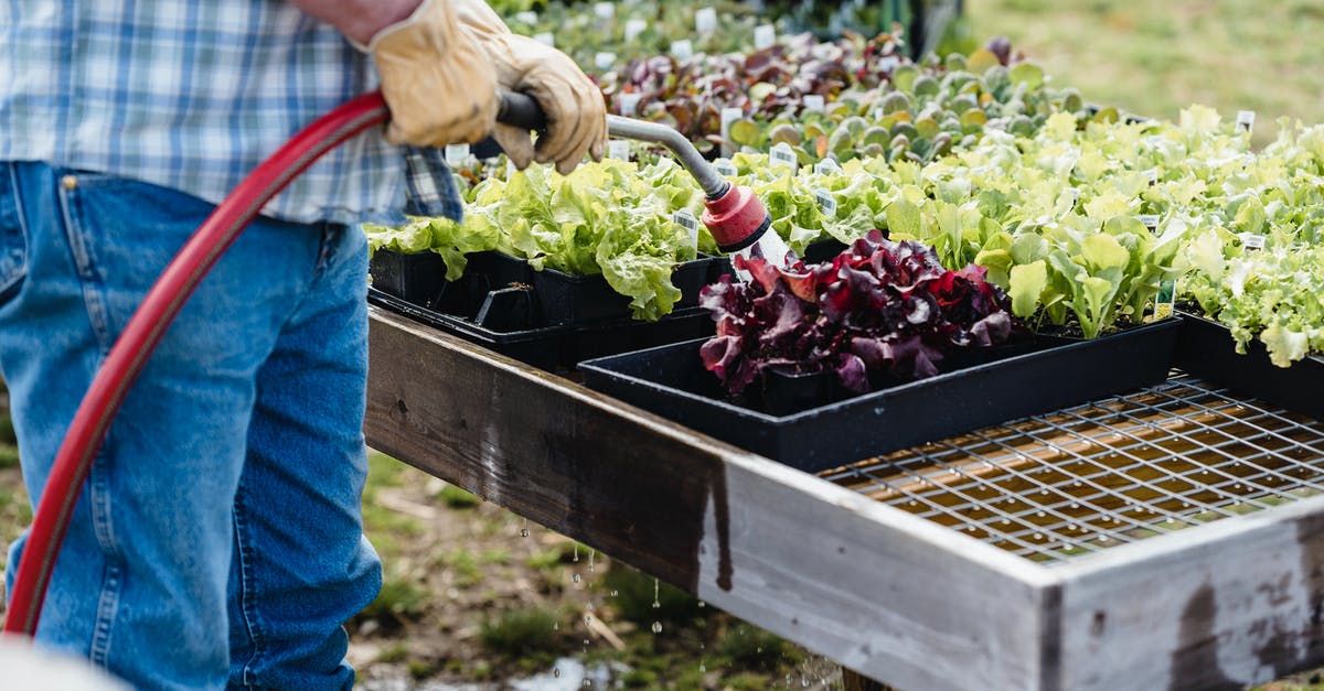 Is it ok to keep lettuce in water in the fridge? - Crop unrecognizable farmer watering plants outside