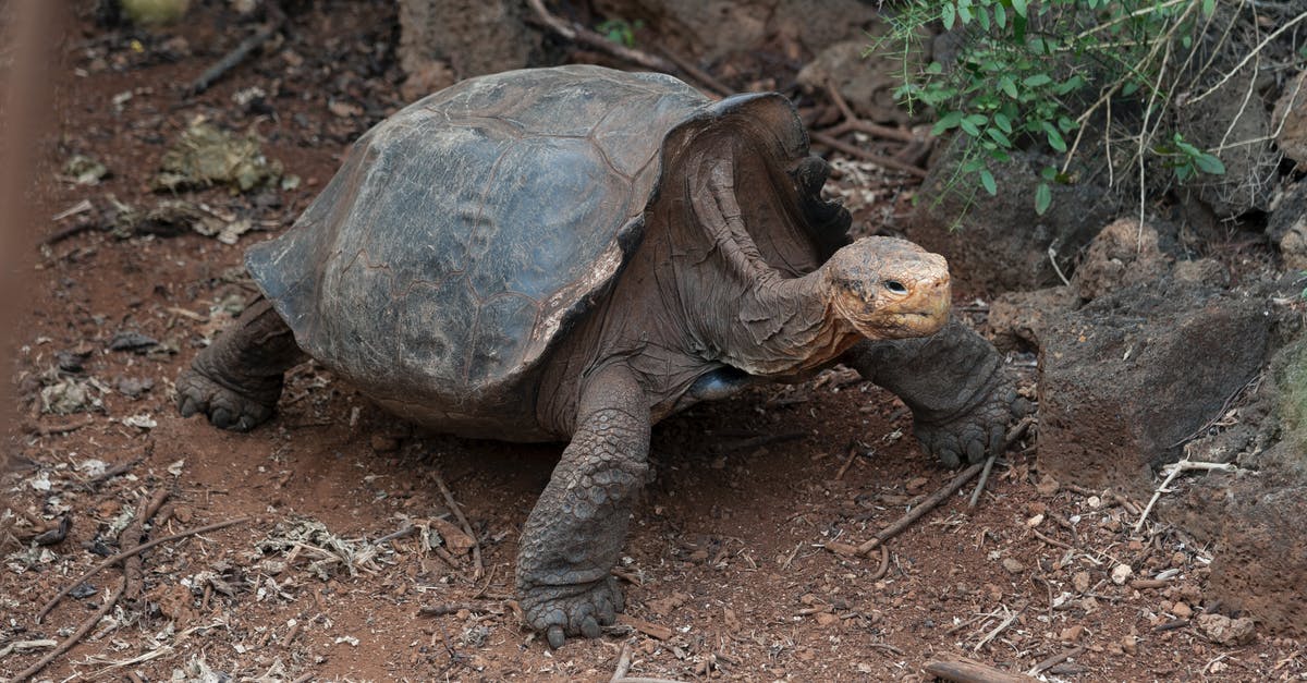 Is it ok to leave a slow cooker unattended? - Brown Turtle on Brown Soil