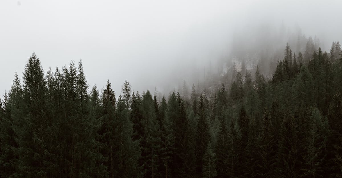 Is it ok to let vegetables cool before roasting? - Mysterious lush fir forest growing on hill slope against thick fog on cold winter day