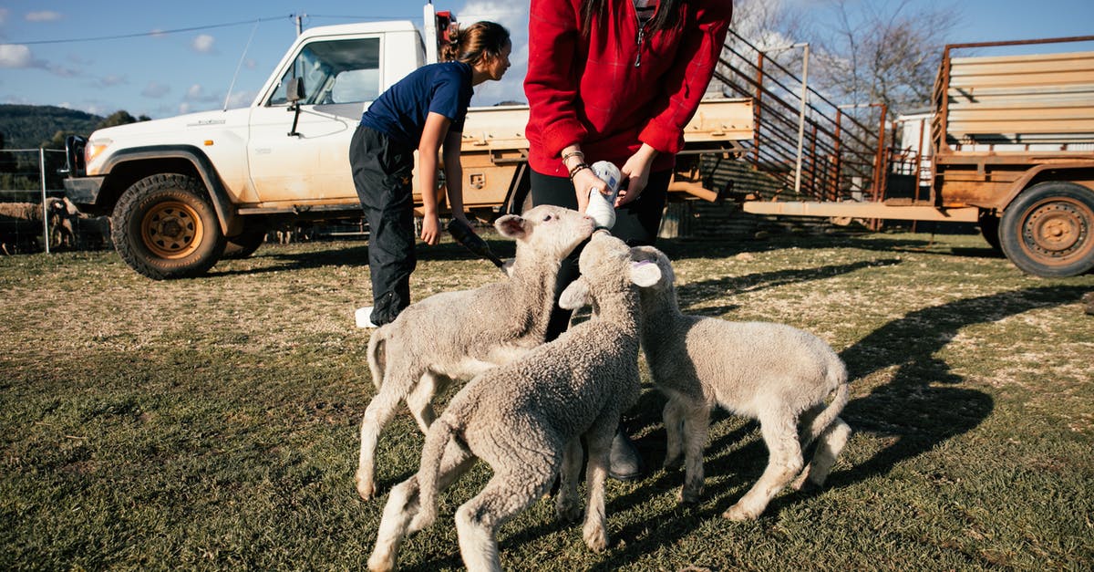 Is it okay to feed milk powder to sourdough starter? - Farmer feeding cute lambs with milk