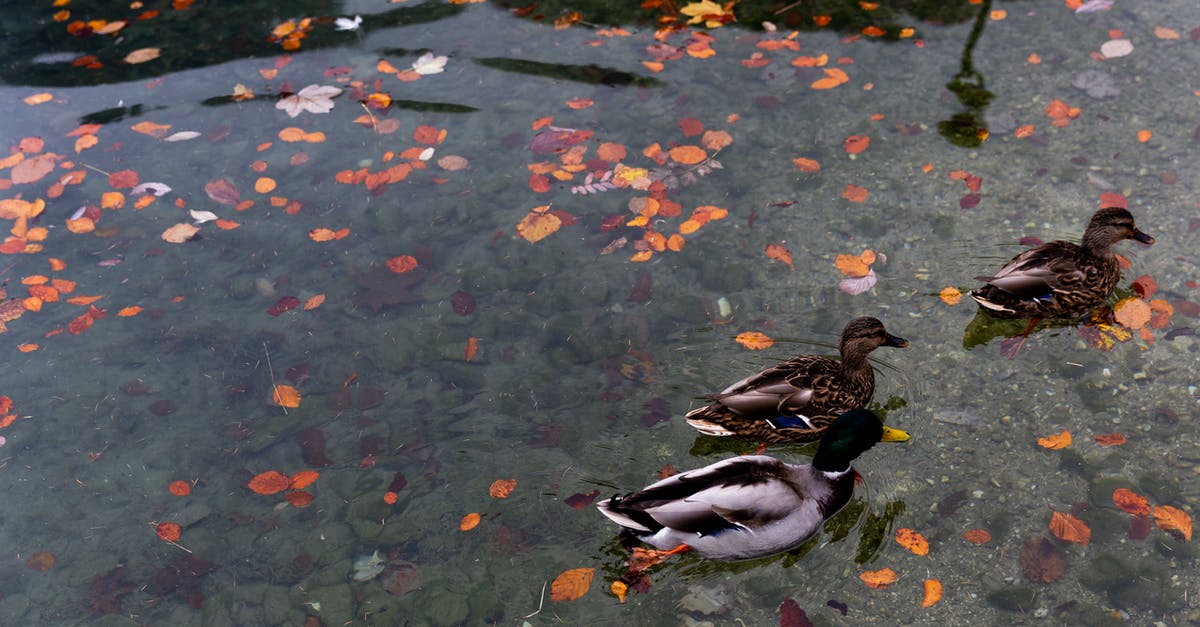 Is it okay to leave cooked octopus in water till next morning? - Wild ducks swimming in calm lake with colorful autumnal leaves in water in park