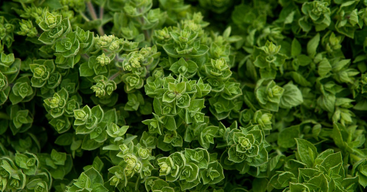 Is it okay to use these oregano leaves? - Oregano Plants in Close-up Shot