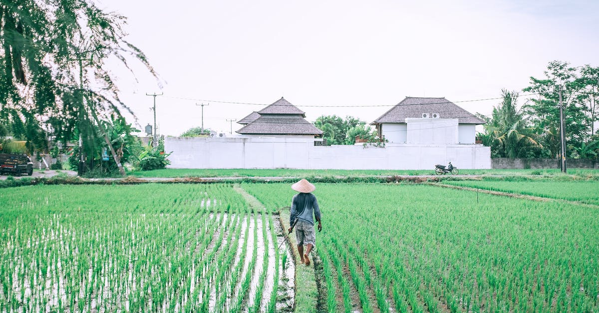 Is it possible to turn Rice Krispies back into rice? - Unrecognizable ethnic farmer walking on path between rice plantations