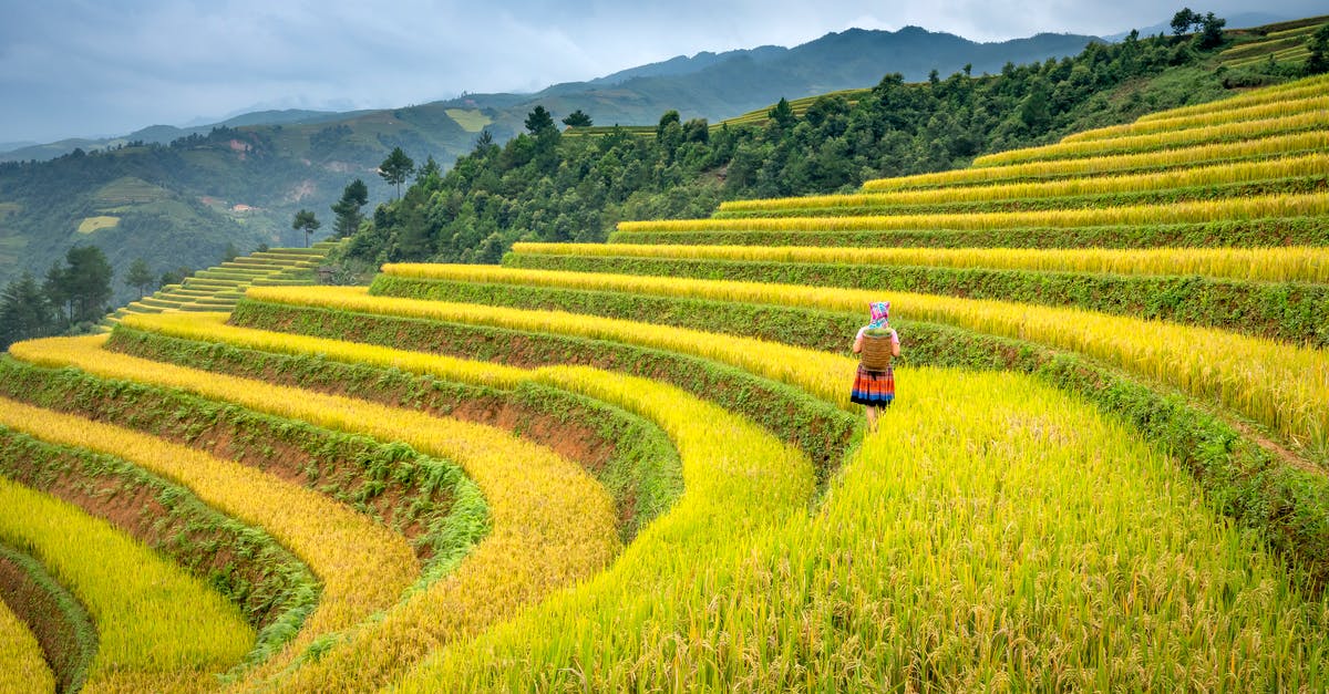 Is it possible to turn Rice Krispies back into rice? - Back view of unrecognizable female farmer harvesting rice on paddy fields in mountainous countryside against overcast sky