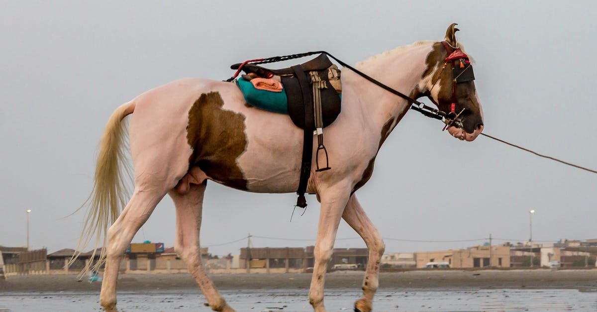 Is it problematic to use the water in which the Pinto beans are soaked, for cooking the Pinto beans? - Male horse equipped with saddle and harness walking along seaside Is it problematic to use the water in which the Pinto beans are soaked, for cooking the Pinto beans? - Male horse equipped with saddle and harness walking along seaside