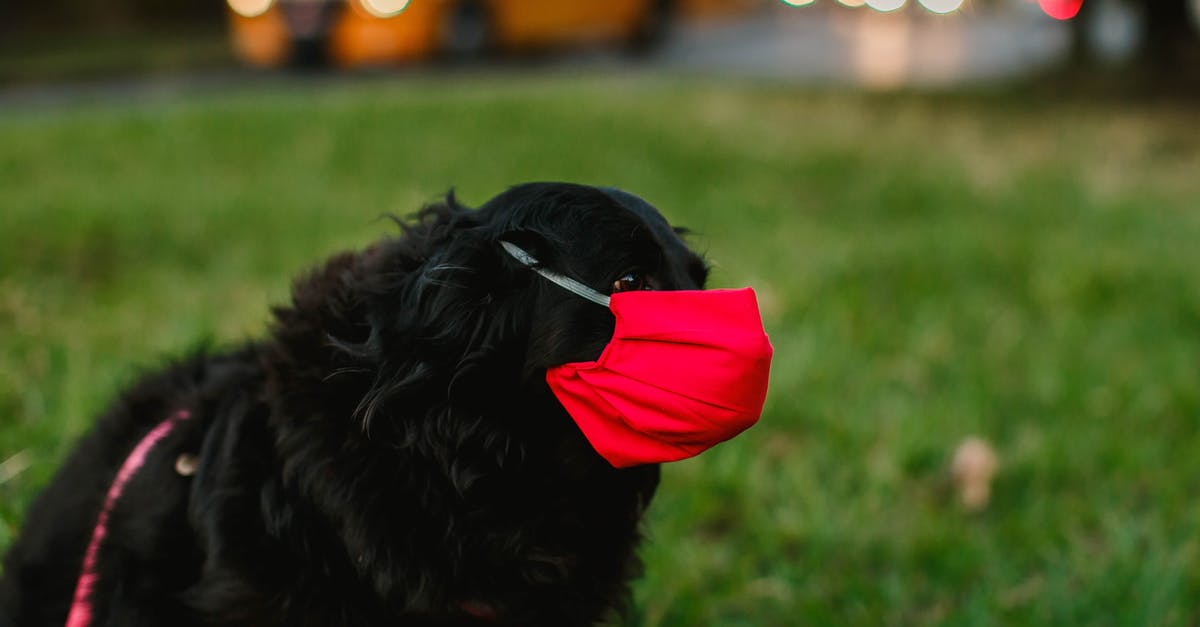 Is it safe for me to eat a salmon/tuna packet that's been in the car all summer? - Side view of black cocker spaniel in red protective mask on grassy meadow in city street