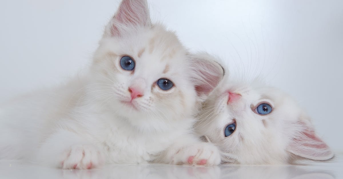 Is it safe to assume that potential pathogens are only present on the surface of animal meats? - Cute white fluffy kitties with blue eyes lying on reflective surface together and looking at camera