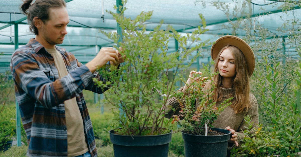 Is it safe to blend seeded grapes without removing seeds? - Positive young gardeners in casual clothes removing dry leaves from lush green potted plant growing in greenhouse