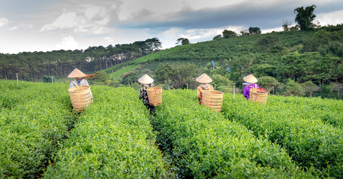Is it safe to drink Lipton green tea (tea bag) that has a production date of November 2018? - Back view of faceless farmers in Vietnamese hats carrying straw bags while working on tea plantation during harvesting season