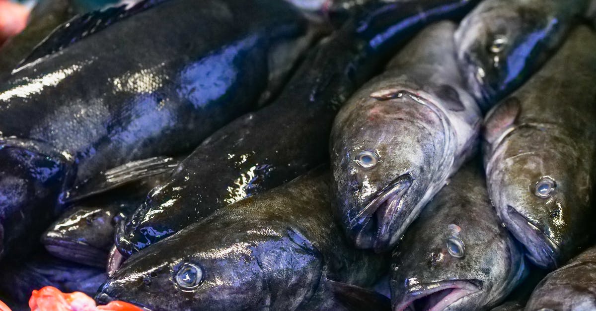 Is it safe to eat freshwater fish raw? - Black and Gray Fish on Green Surface