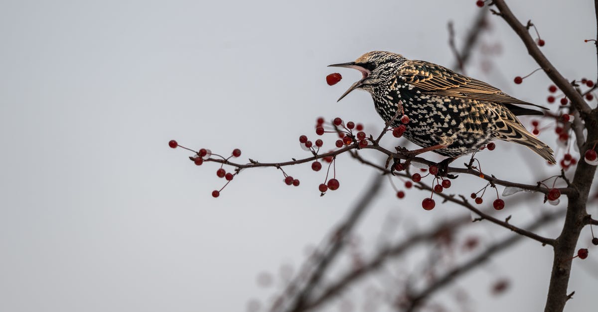Is it safe to eat venison tartare from an animal that was harvested in the wild? - From below of cute European starling bird eating red berries sitting on leafless tree branch on winter forest
