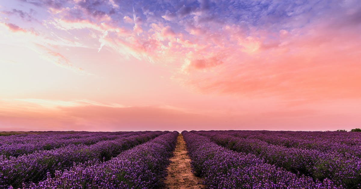 Is lavender used to season food? - Photo Lavender Flower Field Under Pink Sky