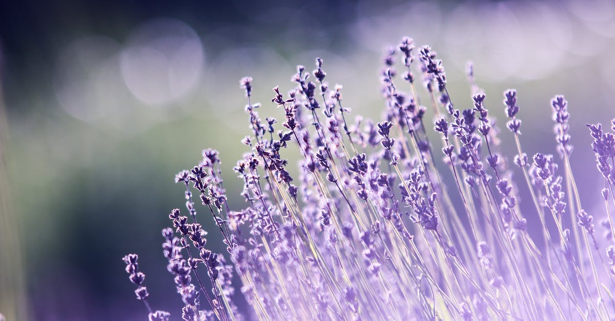 Is lavender used to season food? - Shallow Focus Photography of Lavenders