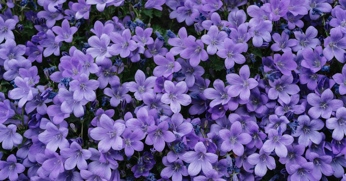 Is lavender used to season food? - Purple Flowers With Green Leaves