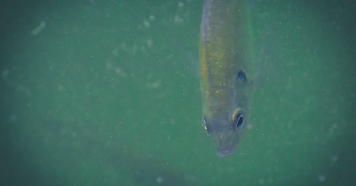 Is liquid seeping from the fish normal when making gravlax? - From above of small shimmering fish with gleaming scales swimming in deep blue muddy water