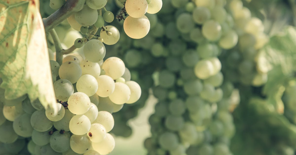 Is marinating raw fish in sweet fortified wine safe? - Tasty ripe grapes hanging on vine in sunlight