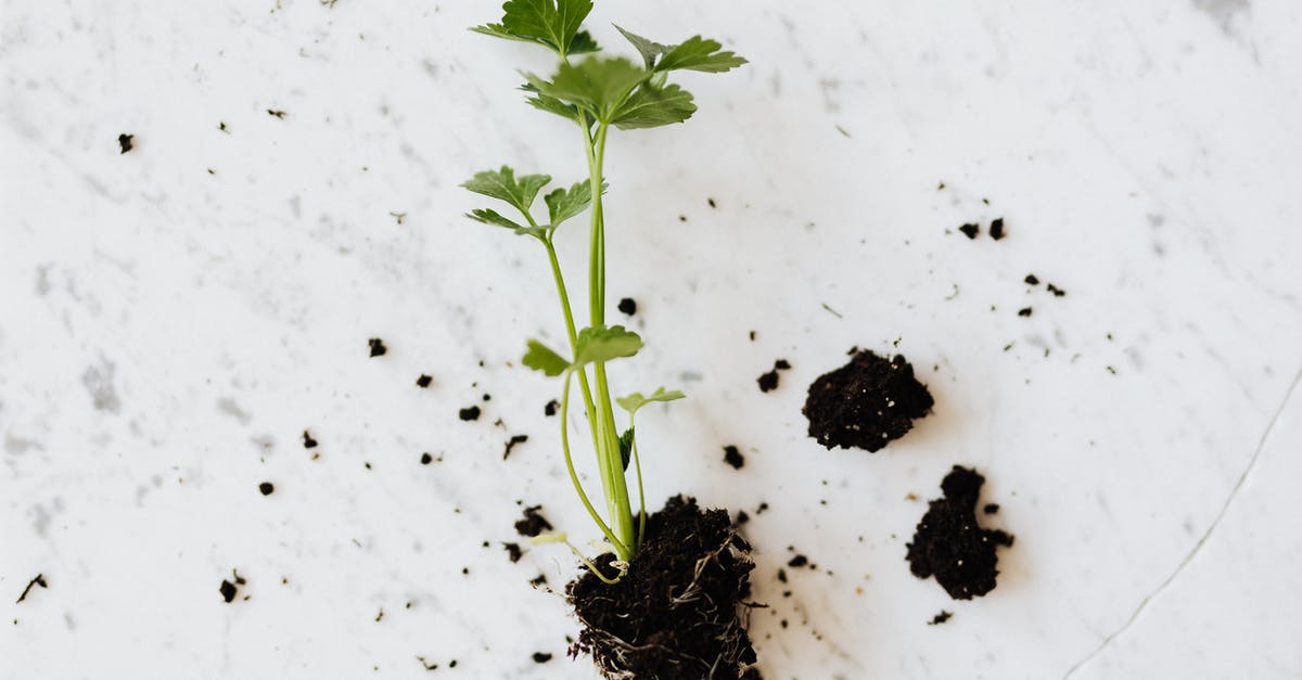 Is parsley root with pink spots safe to eat? - From above of small fresh parsley sprout with soil on roots placed on white marble surface waiting for planting or healthy dish adding