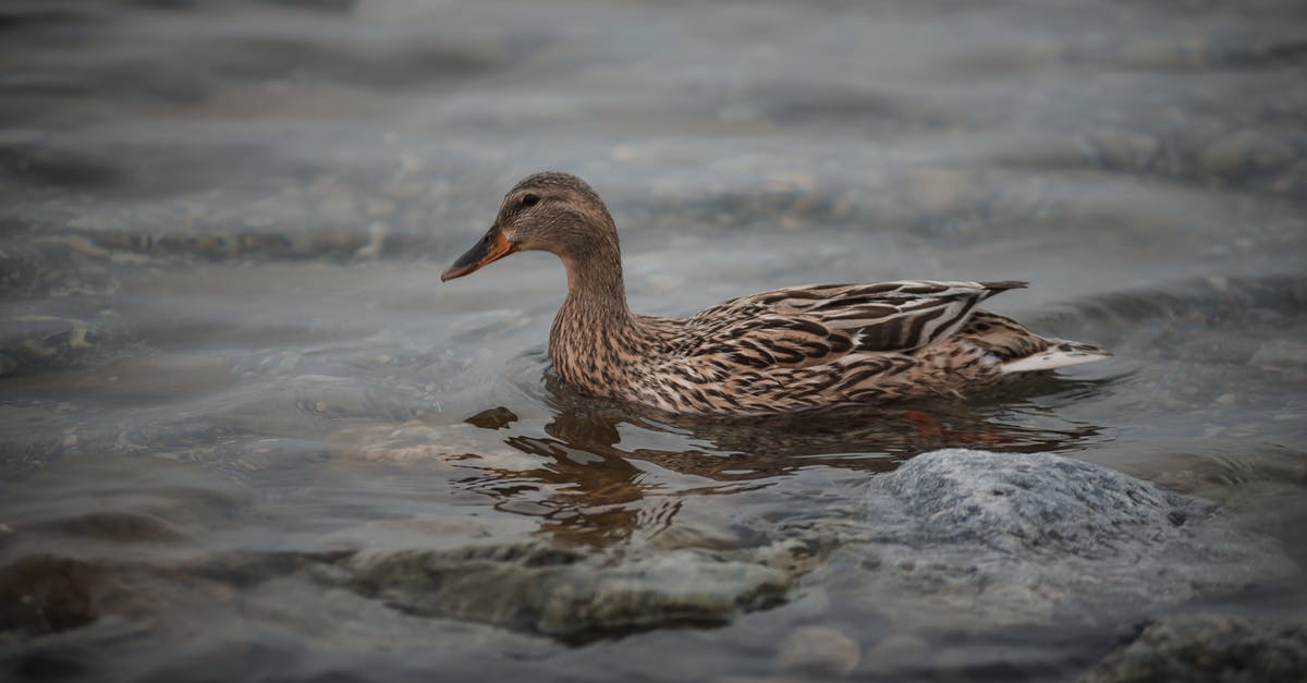 Is rare duck breast safe? - Brown Duck in Body of Water