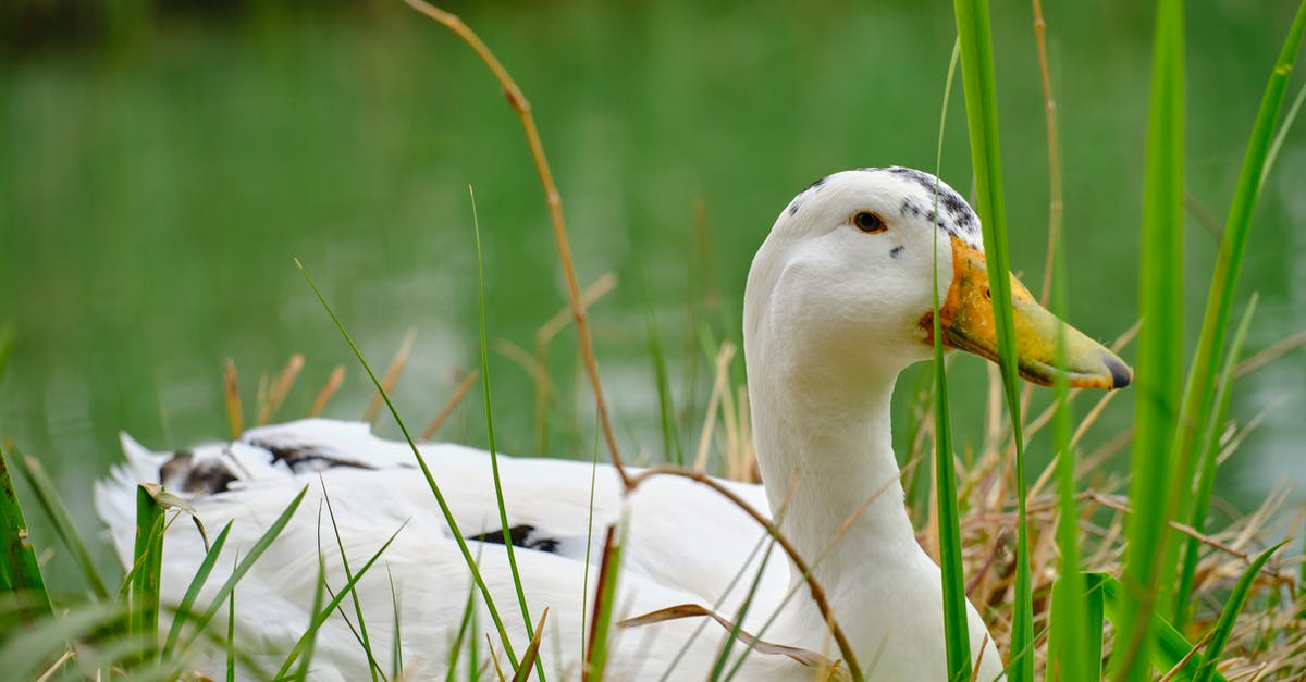 Is rare duck breast safe? - duck resting by the lake