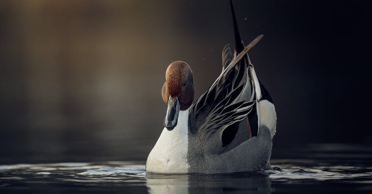 Is rare duck breast safe? - Free stock photo of animal, bird, birdphoto
